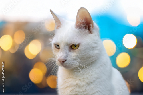 A close-up of a white cat with a calm and focused expression. The background is blurred with warm lights. A cat has a difference in coloration of the eyes, also known as heterochromia iridum.