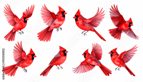 Northern Cardinal Watercolor Set 