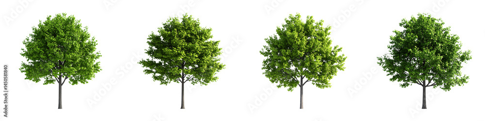 Obraz premium Four lush green trees with full leafy canopies and slender trunks, evenly spaced in a row.