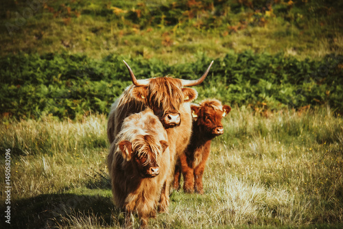 scottish highland cow in a field