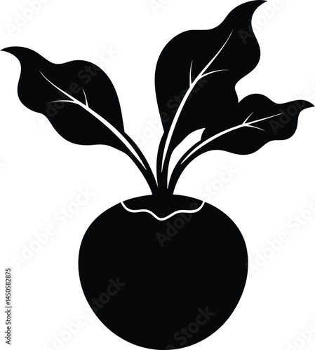 kohlrabi silhouette vector on white background 