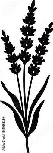lavender flower silhouette vector on white 