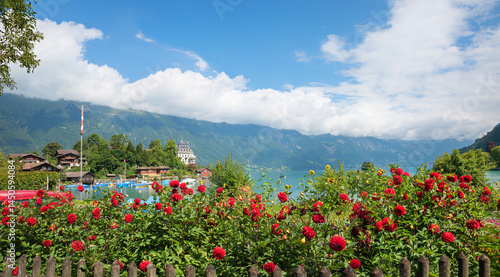 Lushly blooming red dahlias at the garden fence. View of Lake Brienz, the Swiss resort of Iseltwald