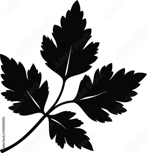 parsley leaf silhouette vector on white background 
