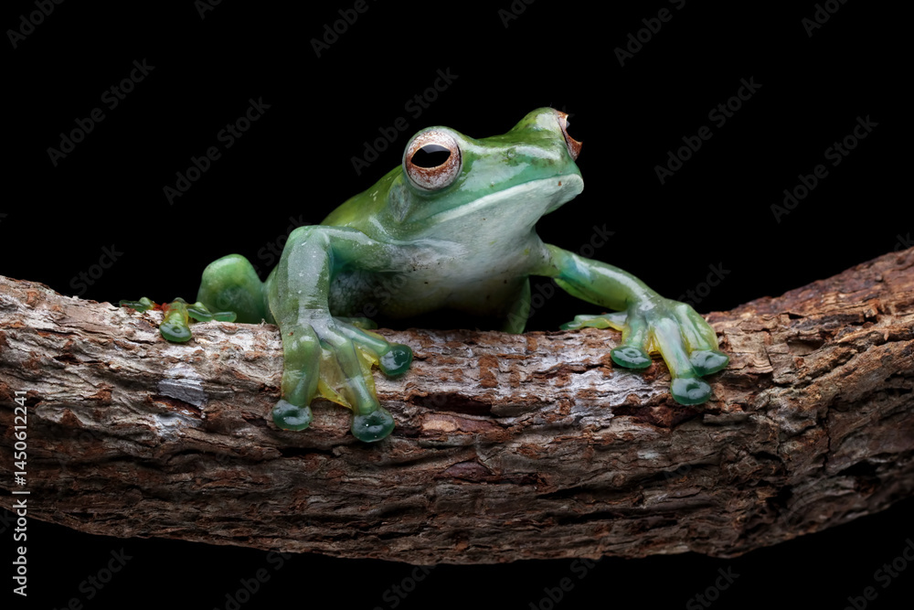Rhacophorus dulitensis on leaves, Jade tree frog isolated on black