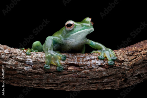 Obraz na płótnie Rhacophorus dulitensis on leaves, Jade tree frog isolated on black w salonie