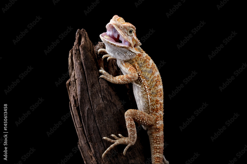 bearded dragon lizard isolated on black background, baby lizard