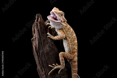 Obraz na płótnie bearded dragon lizard isolated on black background, baby lizard w salonie