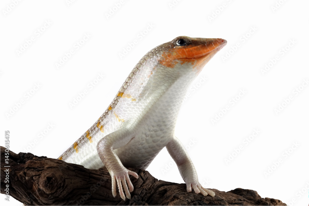 Sandfish lizards on a wood, Sandfish lizard isolated on white(Scincus scincus)