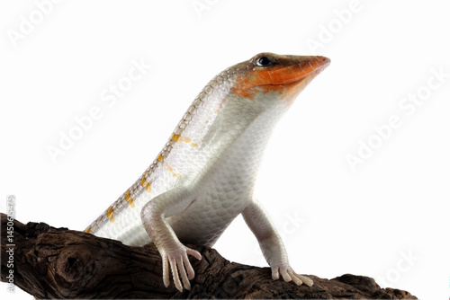 Obraz na płótnie Sandfish lizards on a wood, Sandfish lizard isolated on white(Scincus scincus) w salonie
