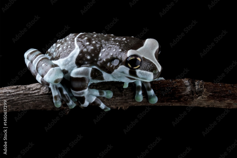 Blue milk frog sitting on branch (Trachycephalus resinifictrix), Amazon milk frog