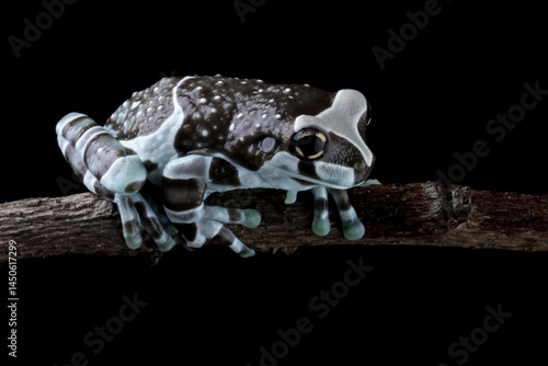 Obraz na płótnie Blue milk frog sitting on branch (Trachycephalus resinifictrix), Amazon milk frog w salonie