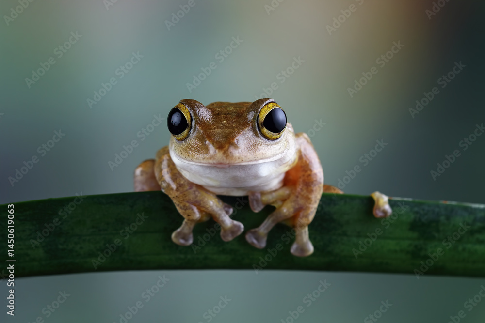 Java flying frog sitting on leaves, brown frog, Rhacophorus margaritifer