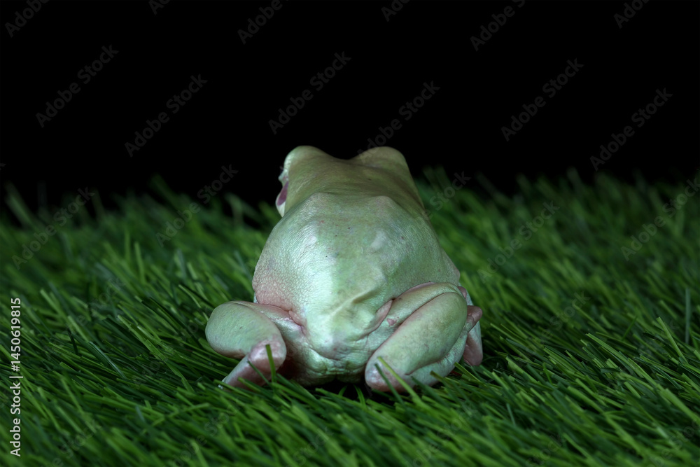 Dumpy frog sitting on a grass, green frog back view, cute amphibian close-up