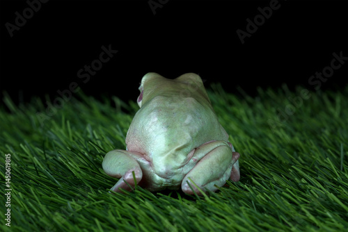 Obraz na płótnie Dumpy frog sitting on a grass, green frog back view, cute amphibian close-up w salonie