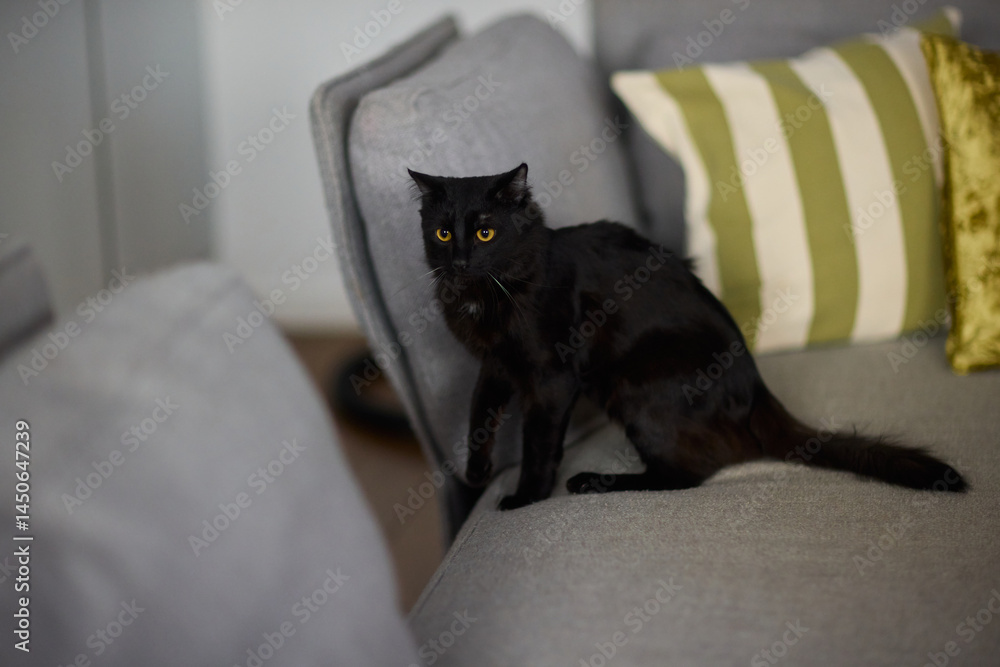 A Cozy Black Cat Relaxing Comfortably on a Soft Couch in a Warm Indoor Space, Radiating Serenity