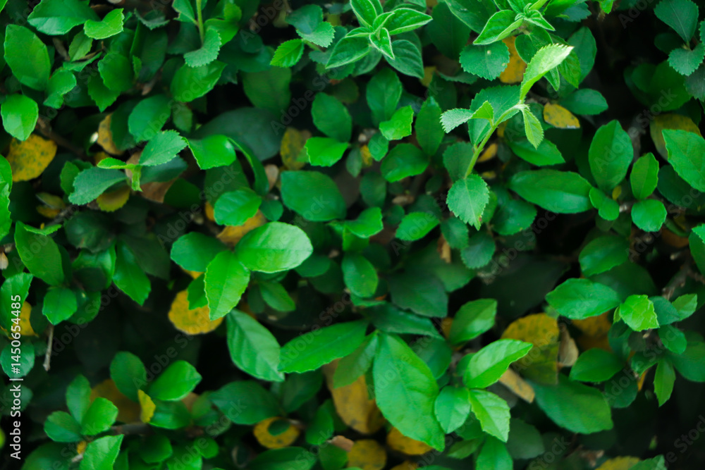 Green leaf texture. Leaf texture background Green leaf texture. Leaf texture background