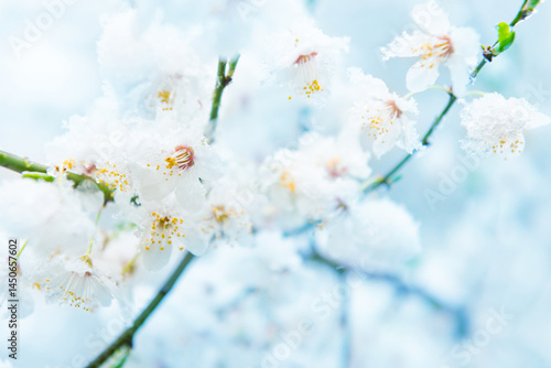 White flowers of branch cherry tree in snow. Spring white flowers