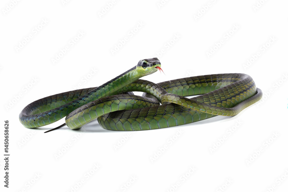 Dendrelaphis formosus snake isolated on white, non venomous snake