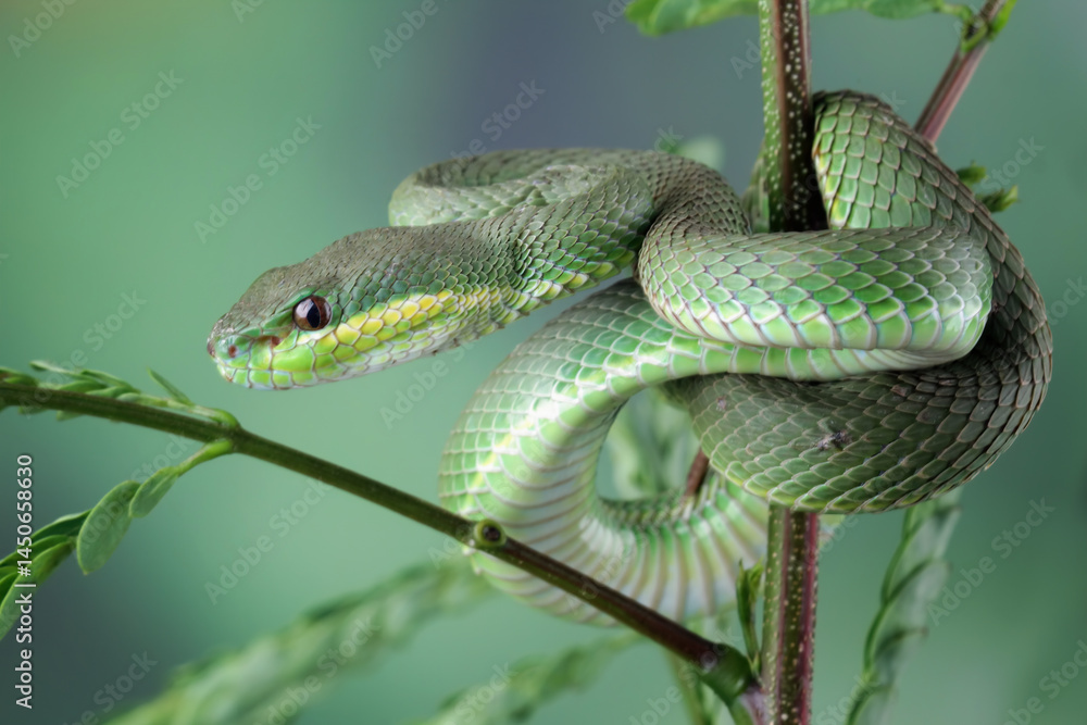 green viper snake on branch with black background, venomous and poisonous snake