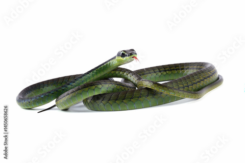 Obraz na płótnie Dendrelaphis formosus snake isolated on white, non venomous snake w salonie