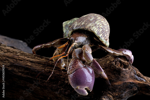 Obraz na płótnie Close up of hermit crab crawling on a wood, Coenobita clypeatus w salonie