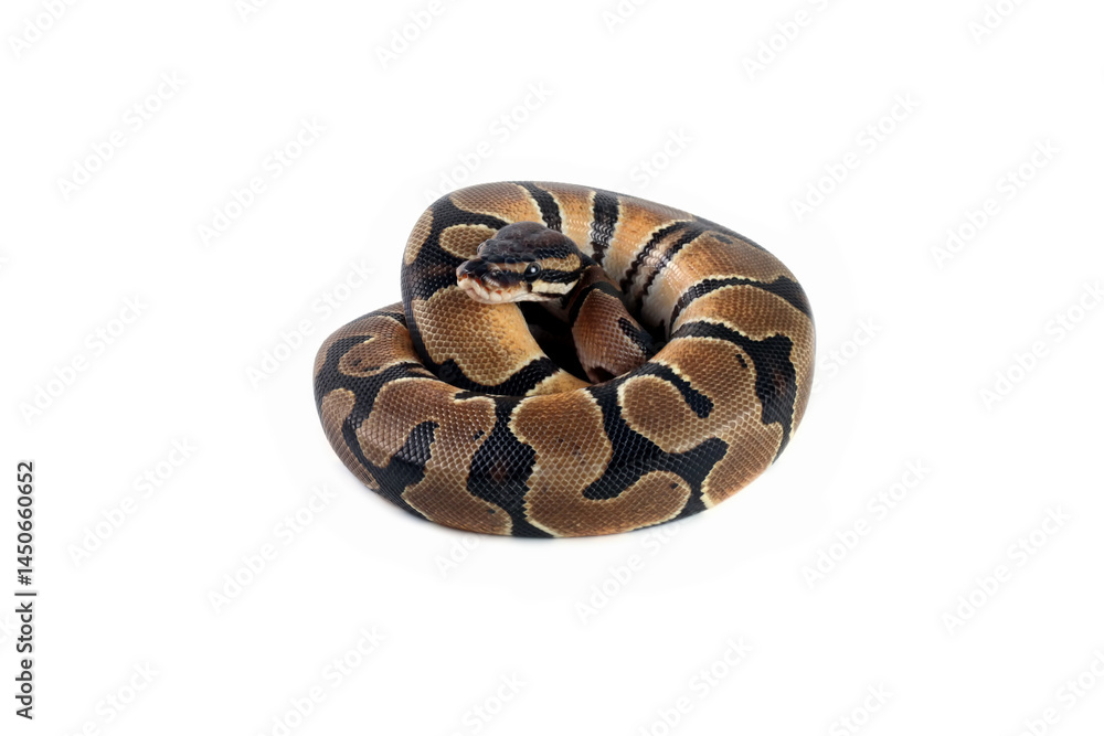 Ball python snake isolated on white, python regius