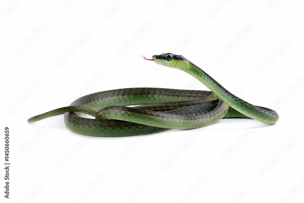 Dendrelaphis formosus snake isolated on white, non venomous snake