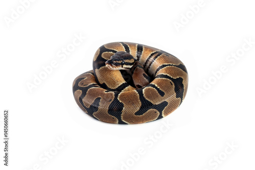 Ball python snake isolated on white, python regius