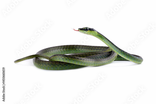 Obraz na płótnie Dendrelaphis formosus snake isolated on white, non venomous snake w salonie