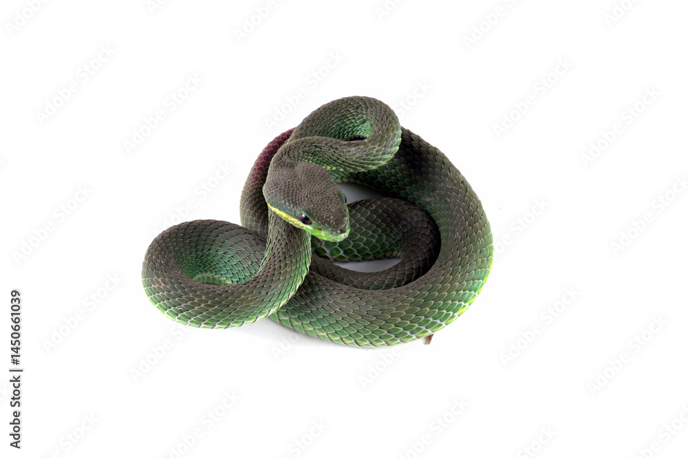 Green viper snake isolated on white, trimeresurus albolabris