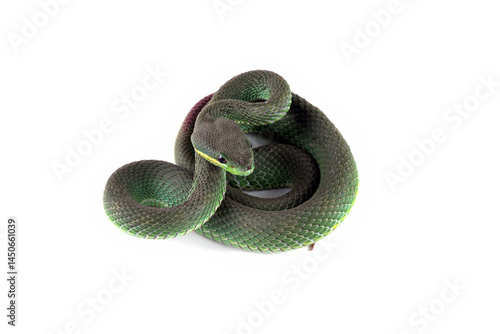 Obraz na płótnie Green viper snake isolated on white, trimeresurus albolabris
w salonie