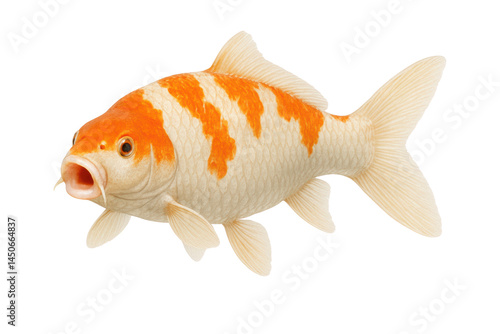Obraz na płótnie Koi fish, Japanese carp isolated on white, transparent. Side view w salonie