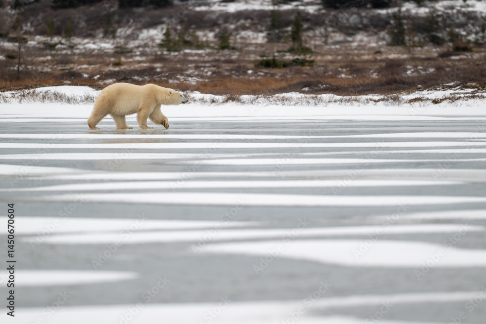 Polar bear walking on a frozen lake