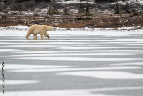 Obraz na płótnie Polar bear walking on a frozen lake w salonie