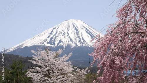 Cherry blossoms and Mt. Fuji
