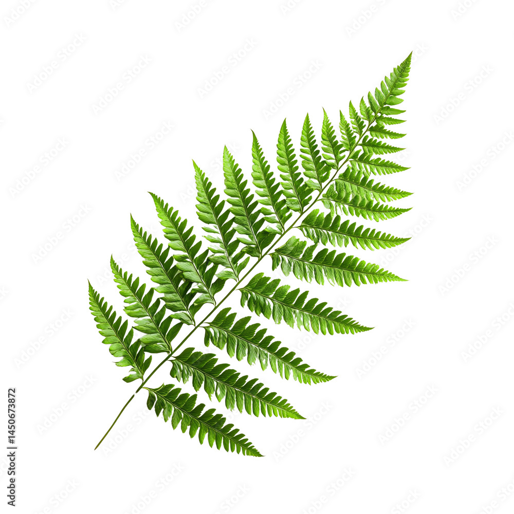 Green fern leaf, white isolate background Green fern leaf, white isolate background