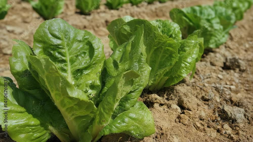 Close up of row of leafy green romaine lettuce plants in the dirt growing in a farm field under bright sunlight creating a agriculture setting. Close up of row of leafy green romaine lettuce plants in the dirt growing in a farm field under bright sunlight creating a agriculture setting.