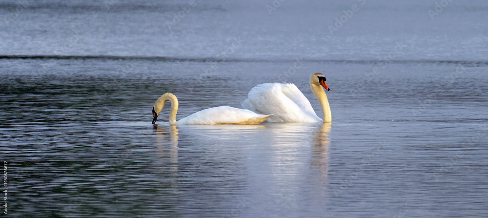 two swans floating on the lake, couple
