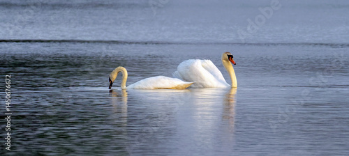 Obraz na płótnie two swans floating on the lake, couple w salonie