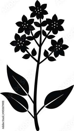 white vervain flower silhouette vector on white 