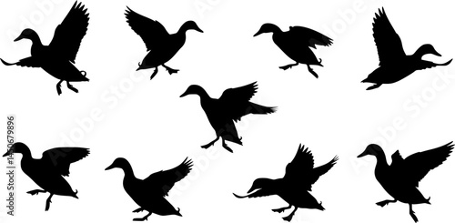 Set of silhouette wild ducks- isolated vector images of wild birds