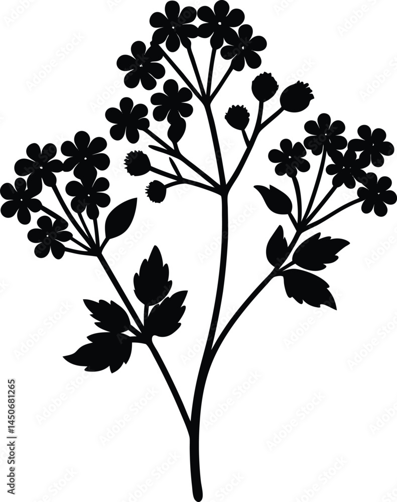 Naklejka premium wild sarsaparilla silhouette vector on white 