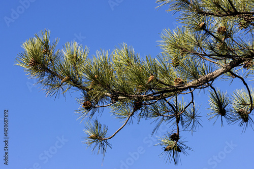 Obraz na płótnie Pinus ponderosa. Ponderosa pine. Bull pine. Blackjack pine. Western yellow-pine. Filipinus pine w salonie