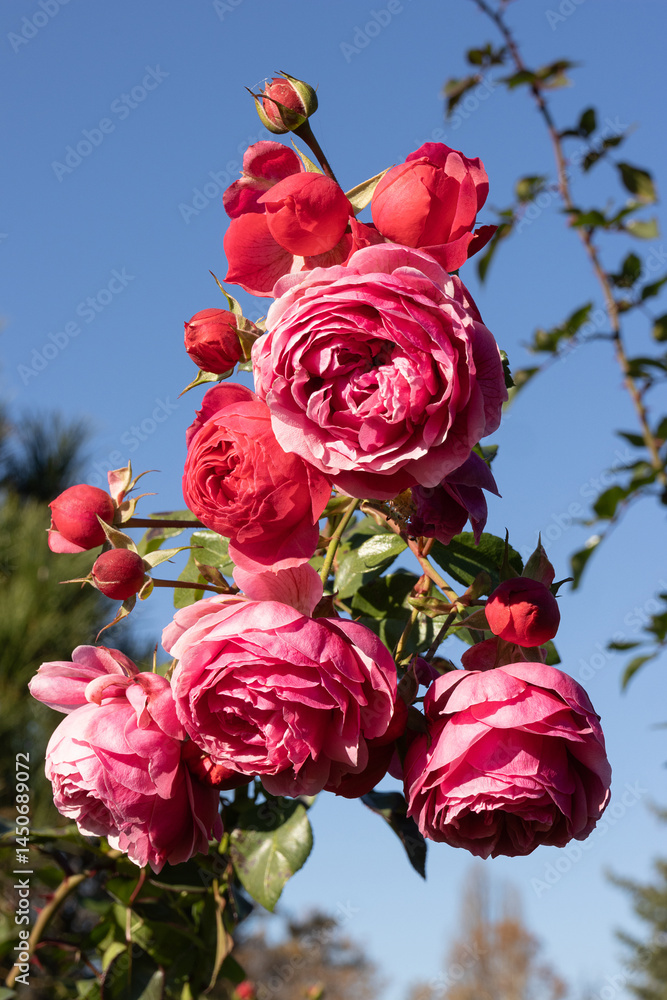 Pomponella Fairytale Floribunda Roses. Red Roses. Red Flowers