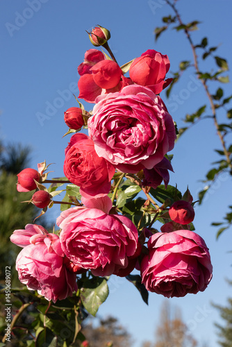 Obraz na płótnie Pomponella Fairytale Floribunda Roses. Red Roses. Red Flowers w salonie