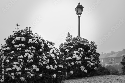 Obraz na plátne Black and white photograph of a bucolic corner in a garden with a streetlamp on a foggy morning, in Arroyomolinos, Madrid, Spain