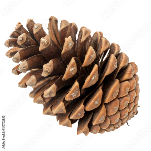 Pine cones isolated on transparent background.