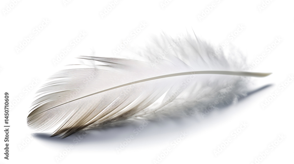 Obraz premium Single Feather Floating