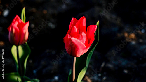 tulipan tulipany kwiaty © Marta